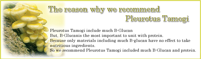 The reason why we recommend Pleurotus Tamogi

Pleurotus Tamogi include much B-Glucan
But, B-Glucanis the most important to unit with protein.
Because only materials including much B-glucan have no effect to take nutritious ingredients.
So we recommend Pleurotus Tamogi included much B-Glucan and protein.